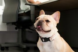 bulldog sitting on papers as a man works at desk behind him