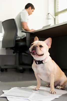 bulldog sitting on papers as a man works at desk behind him