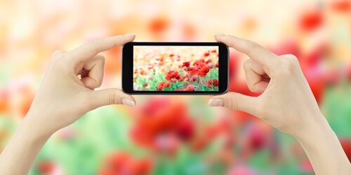 Woman holding a phone taking a picture of flowers