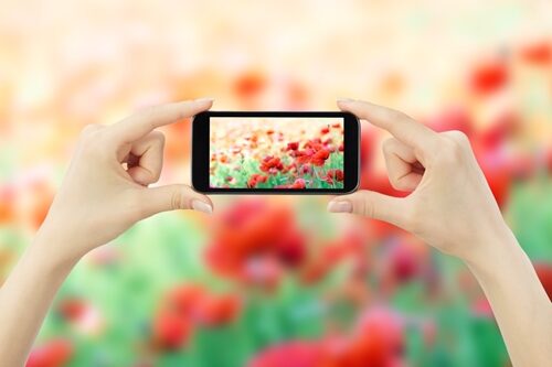 Woman holding a phone taking a picture of flowers