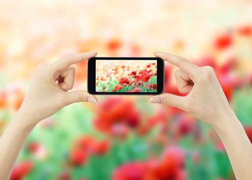 Woman holding a phone taking a picture of flowers