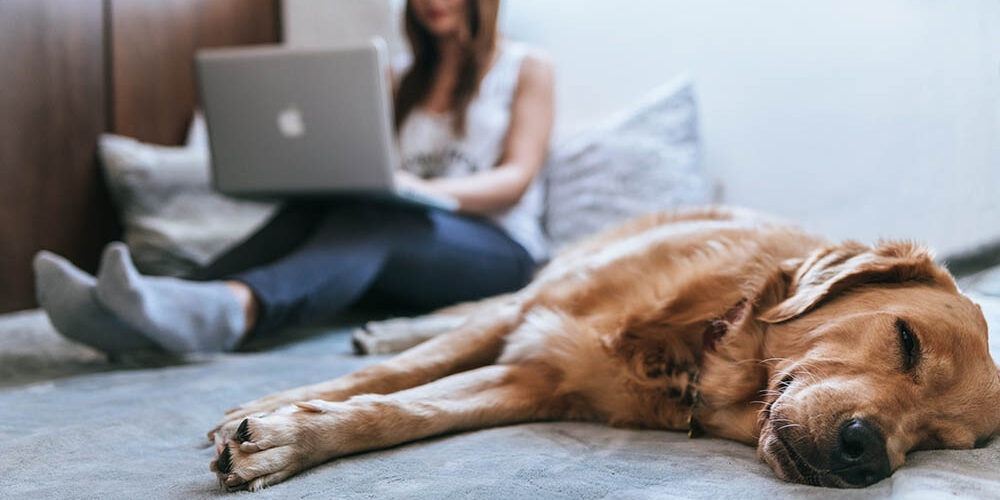 woman working from home with her pet