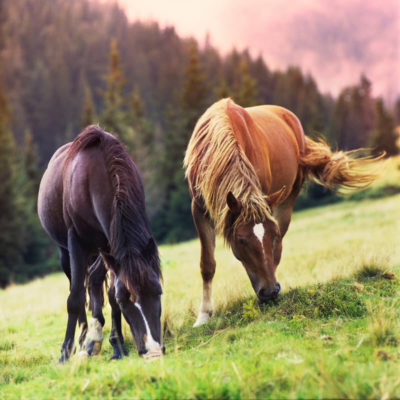 The Budweiser commercial that featured horses and a puppy was so successful that the brand made a sequel.