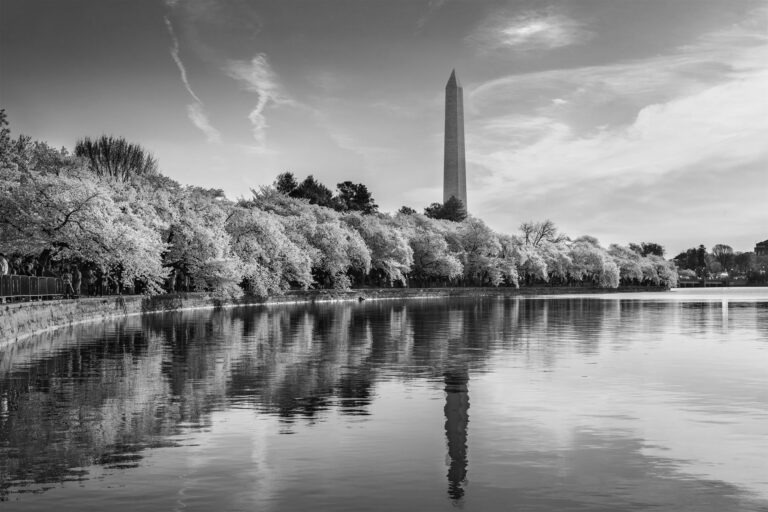 Black and White photo of Washington DC, USA at the tidal basin with Washington Monument in spring season.