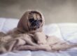 a sad pug wrapped in a blanket handling job rejection