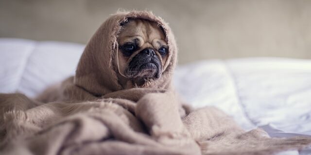 a sad pug wrapped in a blanket handling job rejection