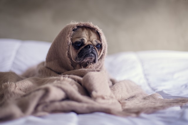 a sad pug wrapped in a blanket handling job rejection